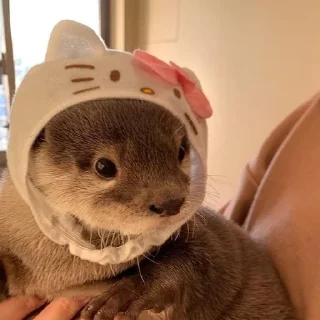 🌟 emoji 😜 Funny Animals | @Earth138 Telegram sticker 12 of 45