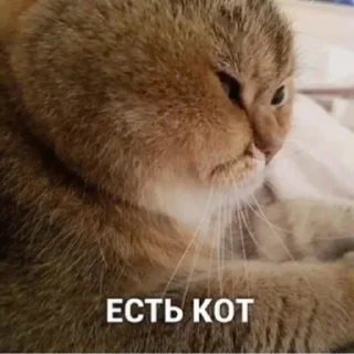 🐱 emoji ЪуЪ Telegram sticker 21 of 79