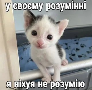 Sticker from Котярки