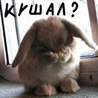 🐰 emoji Зайчики на все случаи жизни Telegram sticker 13 of 57