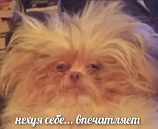 🌟 emoji Лютый пон Telegram sticker 13 of 86