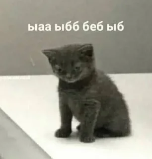 😺 emoji На все случаи жизни Telegram sticker 12 of 18