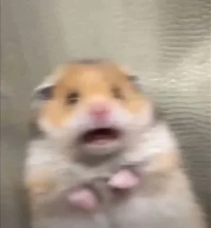 🐹 emoji hamsters Telegram sticker 13 of 47