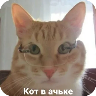 🐱 emoji Cat Telegram sticker 5 of 66