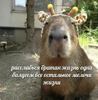 Sticker from капибарные капибары