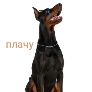 🐶 emoji Я не могу печатать) Telegram sticker 21 of 33