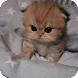 🤩 emoji Китеки Telegram sticker 11 of 116