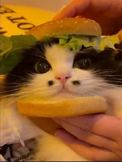 🍔 emoji Мяф Telegram sticker 14 of 27