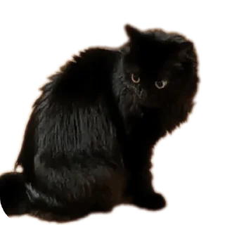 🌟 emoji Лисса😸 Telegram sticker 6 of 16
