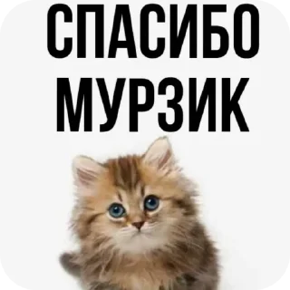 🐱 emoji Мурзик😸 Telegram sticker 16 of 21
