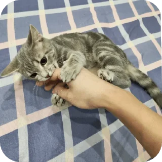 🌟 emoji Лисса😸 Telegram sticker 12 of 16