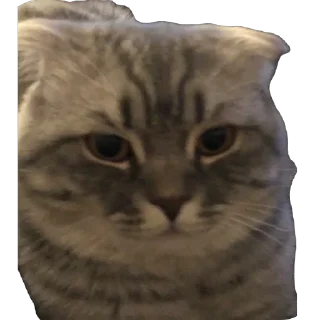 🫥 emoji Кит Telegram sticker 9 of 29
