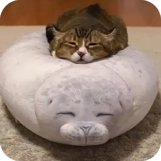 🐱 emoji Кто прочел тот поляк Telegram sticker 19 of 38