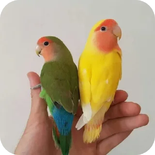 🐦 emoji Ебейший стикер пак Telegram sticker 16 of 30