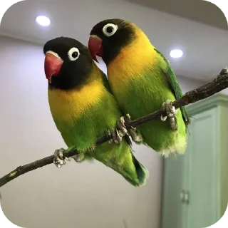 🐦 emoji Ебейший стикер пак Telegram sticker 17 of 30