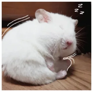 💤 emoji ꒰ хомячки ꒱ @plusikradom Telegram sticker 11 of 40