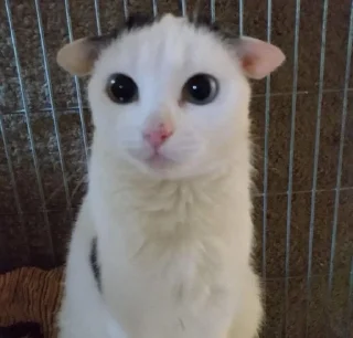 🌟 emoji котейки Telegram sticker 17 of 63