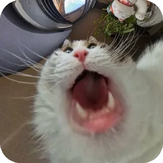 😧 emoji Помидоры Telegram sticker 7 of 72