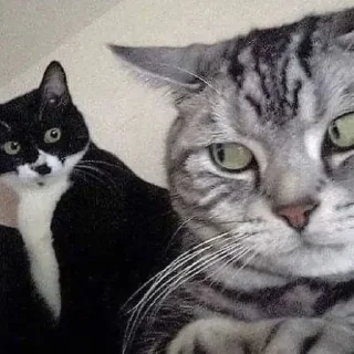 🙄 emoji котенок :: @ohio_got Telegram sticker 5 of 115