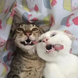 🤪 emoji котенок :: @ohio_got Telegram sticker 10 of 115
