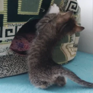 Sticker from Антон котенок