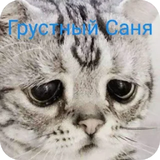 Sticker from Санечка UWU
