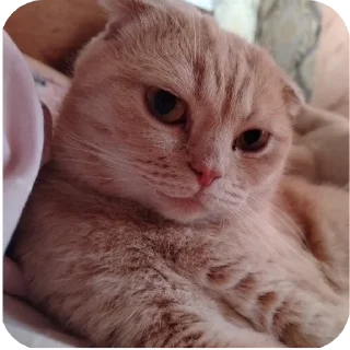 🙂 emoji Тоша мой хороший Telegram sticker 13 of 14