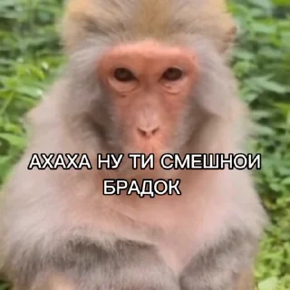 Sticker from Неповторими брадки