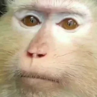 🤨 emoji Брадки 2 Telegram sticker 7 of 120