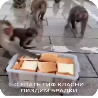 🌟 emoji Брадки Telegram sticker 22 of 120