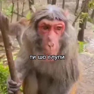Sticker from Неповторими брадки