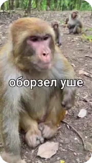 🌟 emoji Брадки 2 Telegram sticker 17 of 120