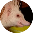 😡 emoji 🦔 Hedgehog memes @lennysticker Telegram sticker 20 of 40