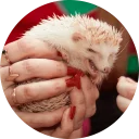 😃 emoji 🦔 Hedgehog memes @lennysticker Telegram sticker 16 of 40