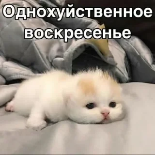 😘 emoji Сегодня... Telegram sticker 7 of 18