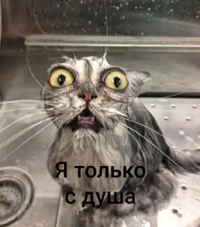 🧼 emoji Всё и сразу Telegram sticker 16 of 70