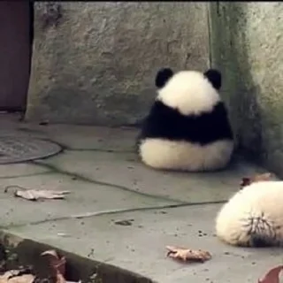 😭 emoji panda :: @Mubinaspandas Telegram sticker 12 of 18