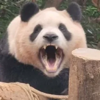 🤬 emoji panda :: @Mubinaspandas Telegram sticker 14 of 18