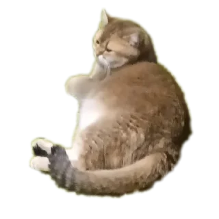 🐱 emoji Крутышки Telegram sticker 12 of 60