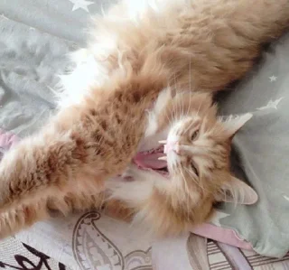 🤪 emoji кот Пушистик Саня Ренчик рыжы Telegram sticker 13 of 18
