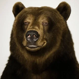🥴 emoji Косолапые Telegram sticker 23 of 24