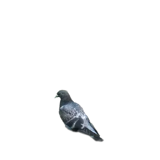🐦 emoji Мясистые голуби Telegram sticker 7 of 9