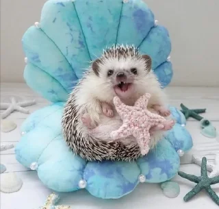 🦔 emoji Ежики Telegram sticker 8 of 31