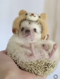 🦔 emoji Ежики Telegram sticker 23 of 31