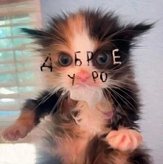 🐱 emoji На все случаи жизни 2.0 Telegram sticker 8 of 50
