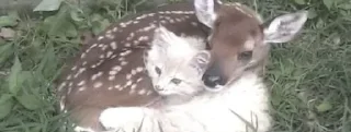 🦌 emoji Разделители от шарлотты Telegram sticker 12 of 39