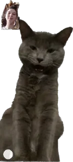 😁 emoji Piesy i koty Telegram sticker 21 of 38