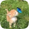 🌟 emoji cat fr @W0JGH :: Telegram sticker 7 of 49