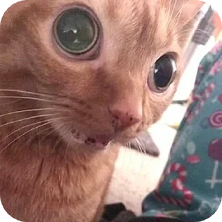 😱 emoji Пучеглазый кот Telegram sticker 19 of 40