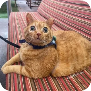 🐱 emoji Пучеглазый кот Telegram sticker 15 of 40
